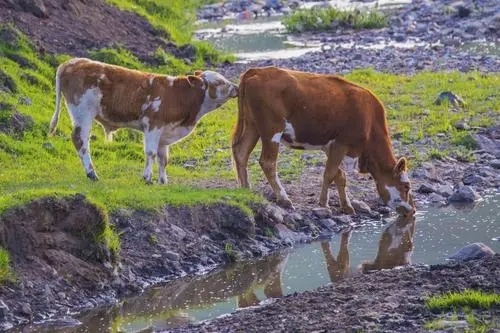 拍到牛发朋友圈