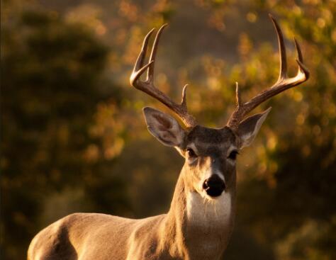 关于麋鹿的唯美短句