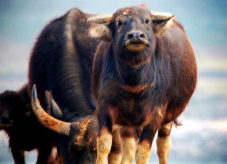 赞美牛的诗句文案