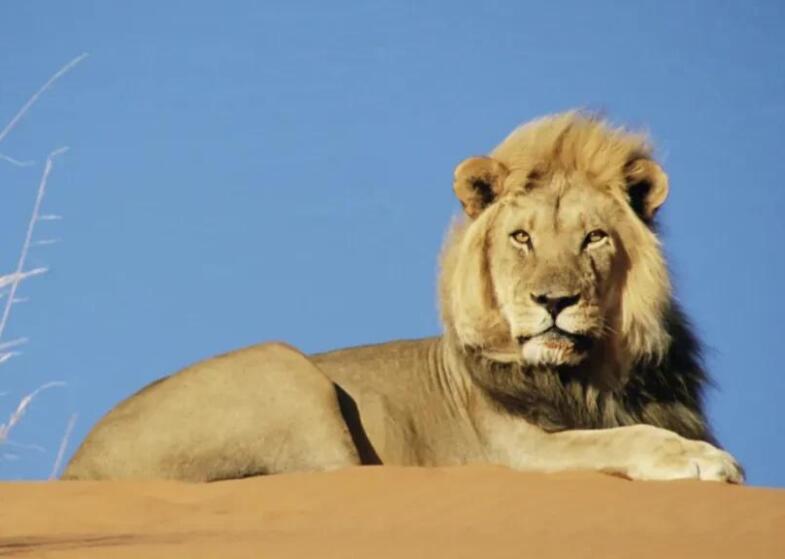 描写动物外形的短句