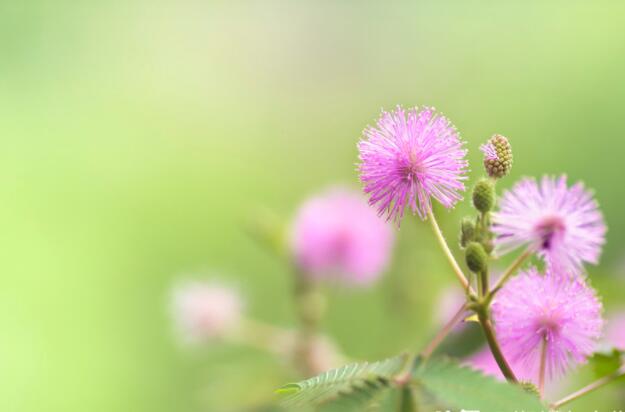 春天读书笔记好词好句文案