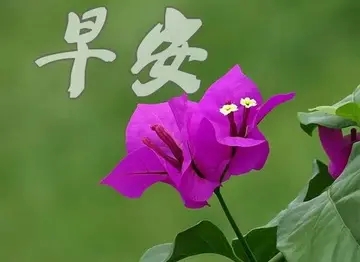 上班族正能量早安语录文案