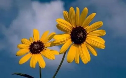 2021早上健康问候语