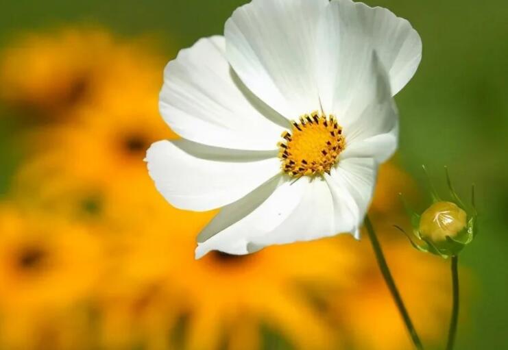 内在精神的句子文案