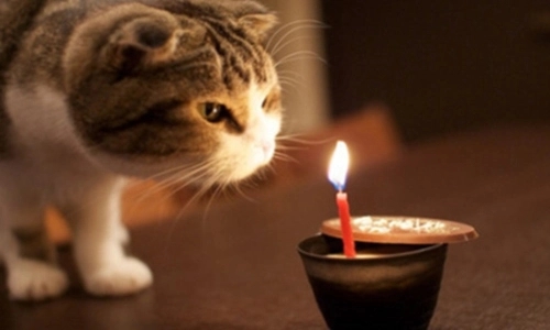 可爱又搞笑的文案