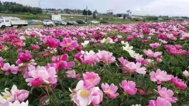 带花的爱情美好诗句文案