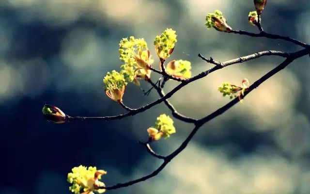 阳春三月春光明媚的诗句文案