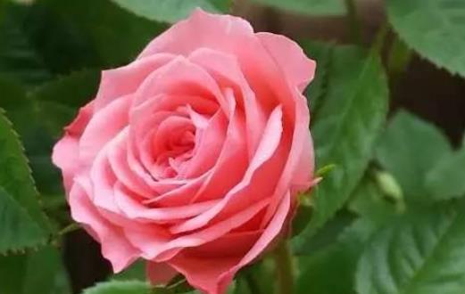 养花种菜的美好句子文案