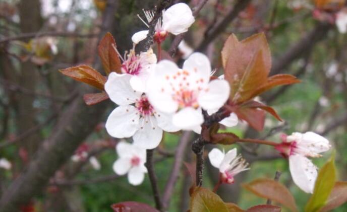 春天像个仿写句子文案大全三句