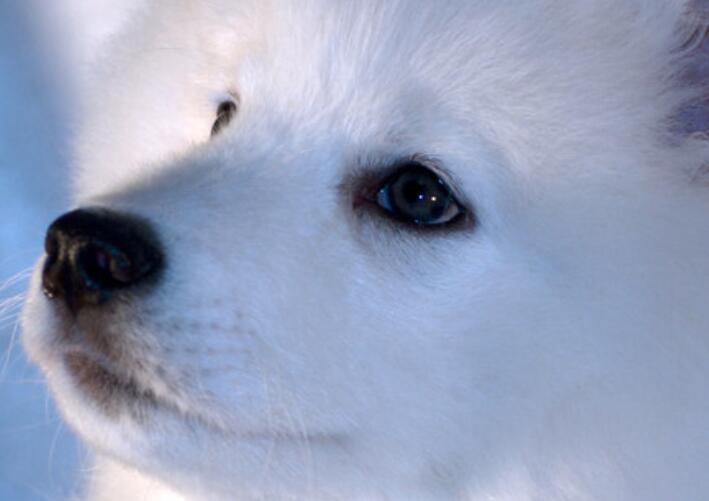 小狗外形特点描写