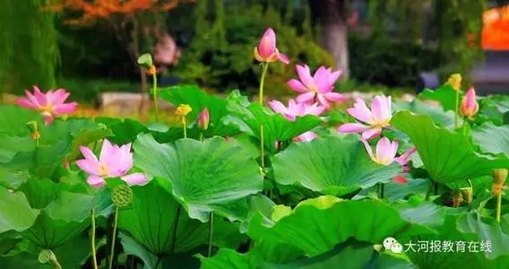 让夏天凉快点的诗句文案