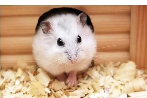 写给逝去仓鼠的话