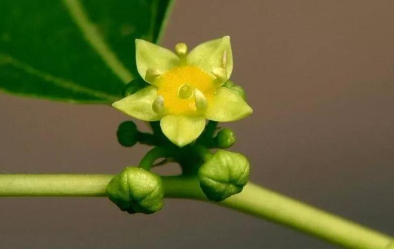 修身养性养花人的句子文案