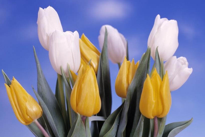 抖音文案句子致自己