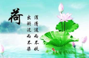 有关荷花的诗句文案