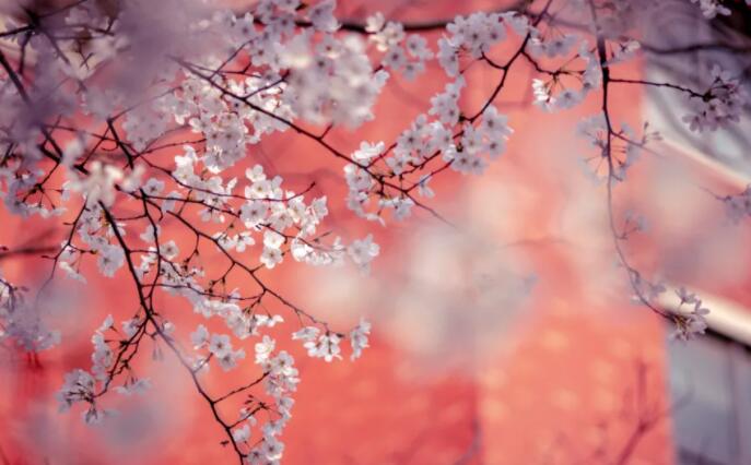 名句文案摘抄唯美