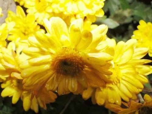 想念去世的亲人诗句文案经典