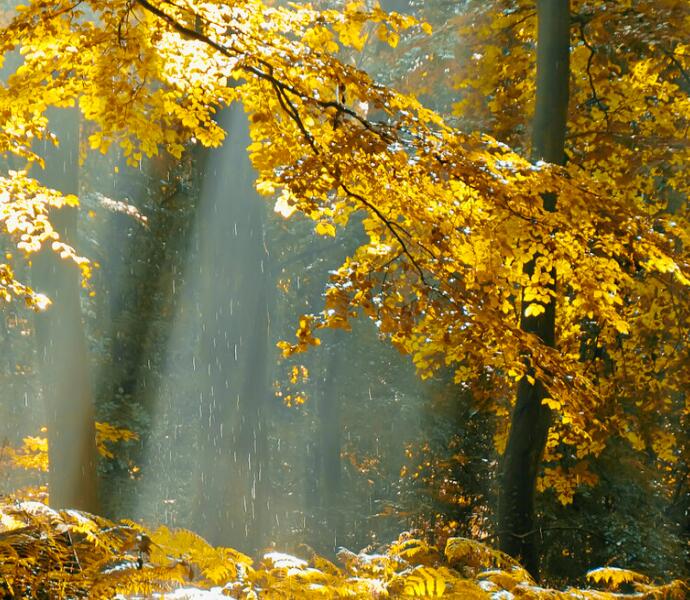 秋风的句子文案简短唯美