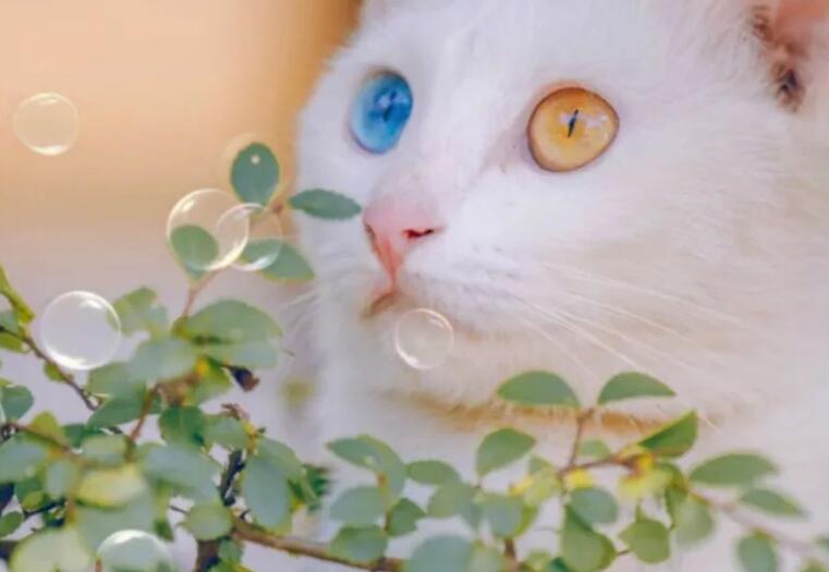 猫狗温柔句子文案