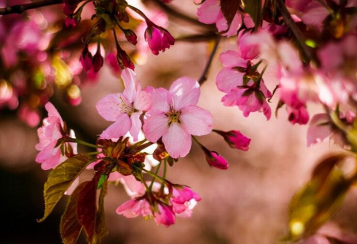 记录清晨美好的句子文案