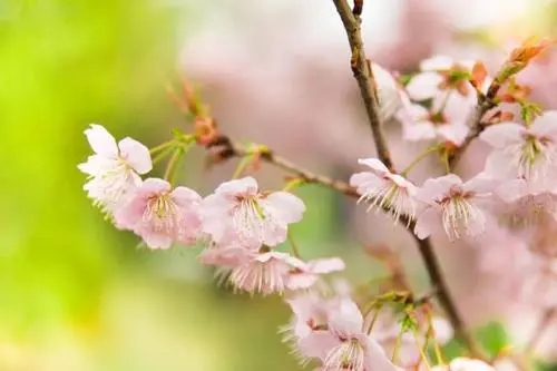 白色樱花的诗词