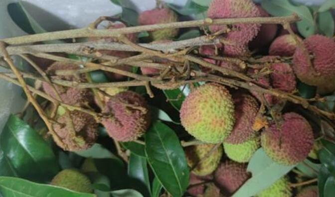 荔枝搞笑诗句文案