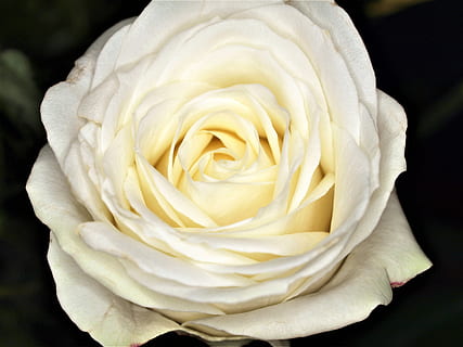 经典的表达爱慕的句子文案