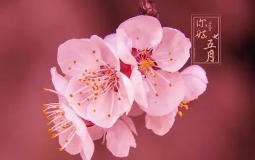 描写五月开头的最美的诗句文案