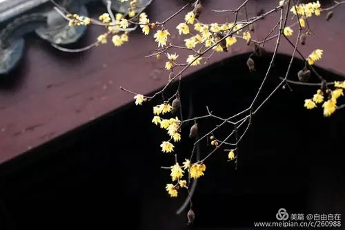 介绍腊梅花用一段话