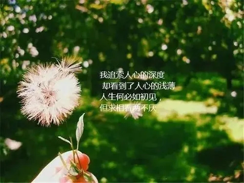 美丽的哲理短句