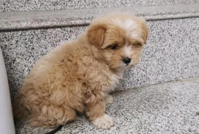 有些人不如狗的说说文案