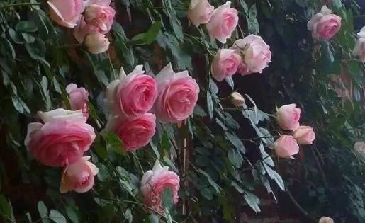 养花种菜的美好句子文案