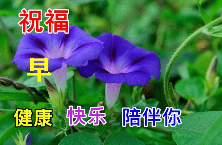 早上好健康快乐每一天句子文案