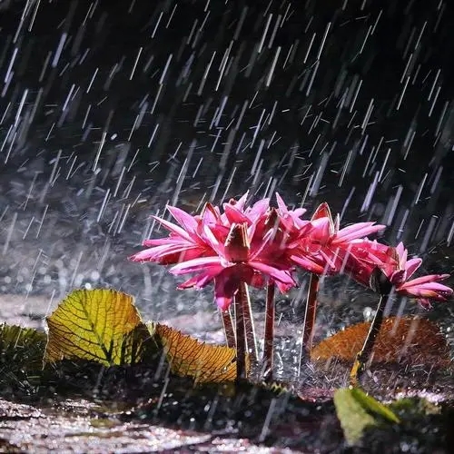 形容雨天景色优美的句子文案
