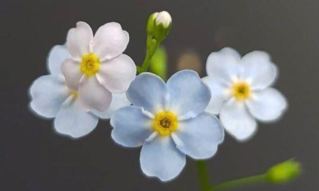 大家早上好文字句子文案