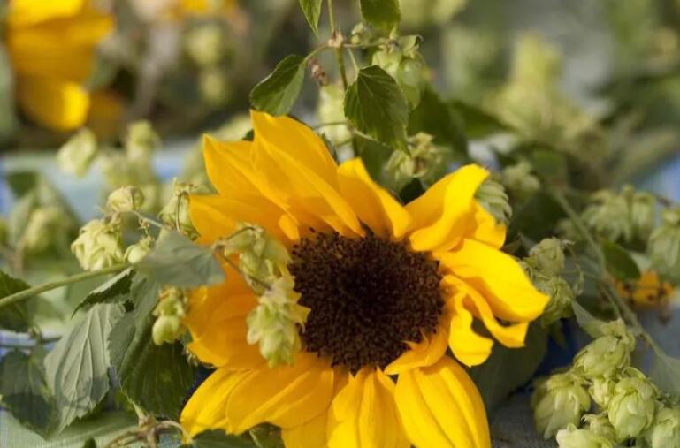 三月你好的说说文案