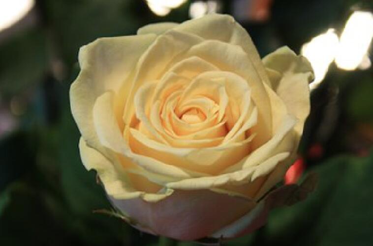 关于我愿的唯美句子文案