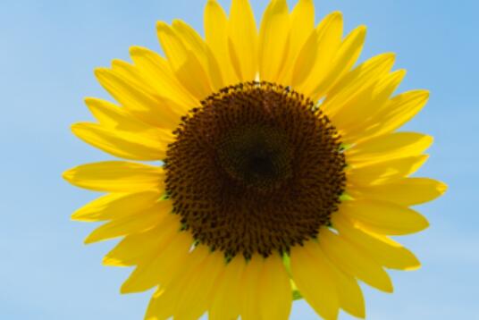 保持真诚的名言