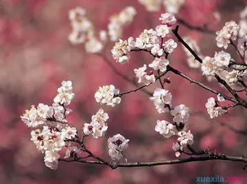 描写花的优美短句摘抄