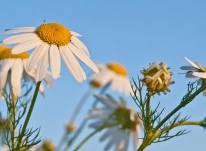 做微商女人努力的句子文案