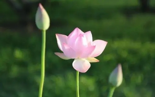 清净唯美的句子文案