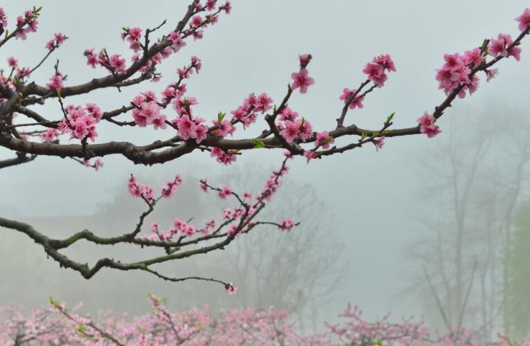 表达对春天的不舍眷恋的诗句文案