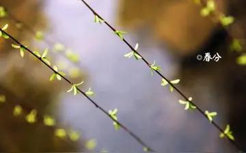 关于春分的文案