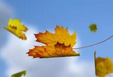 描写秋天的语句文案