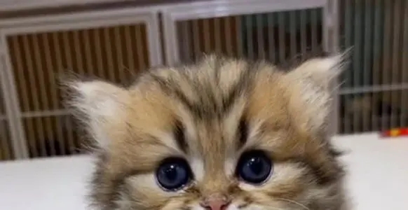 可爱奶凶的说说文案