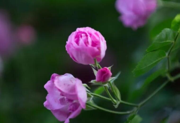 你在北方我在南方说说文案