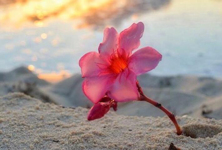 最美好的晨语问候