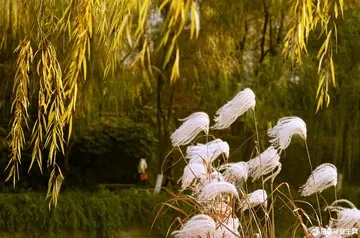 写秋天的一句话简短的