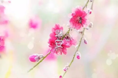 希望早安一句话