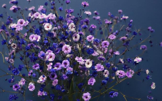 朋友圈晒满天星花的短语